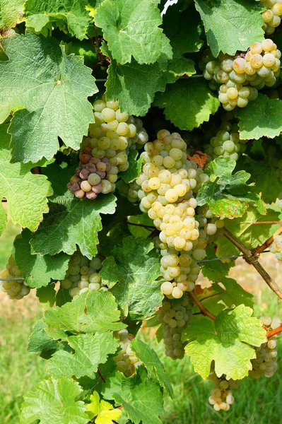 Uvas Que Crecen Viñedo — Foto de Stock