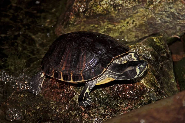 Kaplumbağa Sürüngen Hayvan Kertenkele — Stok fotoğraf