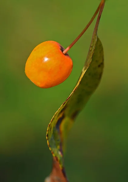 Gros Plan Une Plante Dans Jardin — Photo