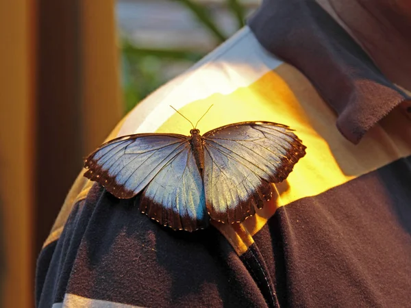 Close Van Een Insect Wilde Natuur — Stockfoto