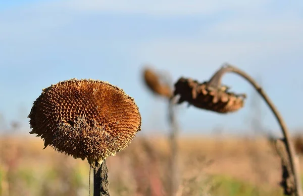 Trockene Sonnenblumen Landwirtschaftliche Flora — Stockfoto