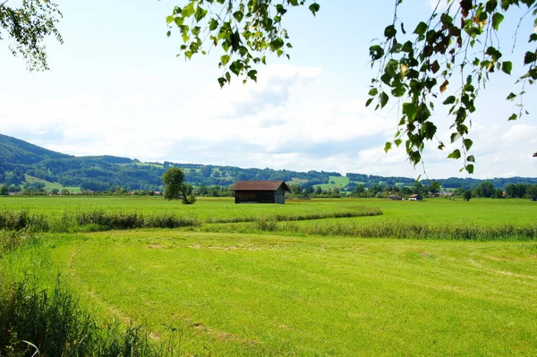 Зеленый Пейзаж Вблизи Шледорфа Кохельзе Баварии — стоковое фото