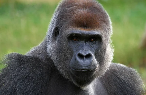 Ein Flachlandgorilla Der Freien Natur — Stockfoto