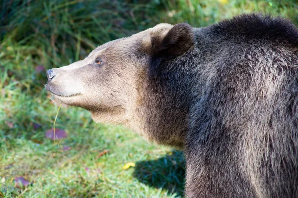 Barna Medve Állat Grizzly — Stock Fotó