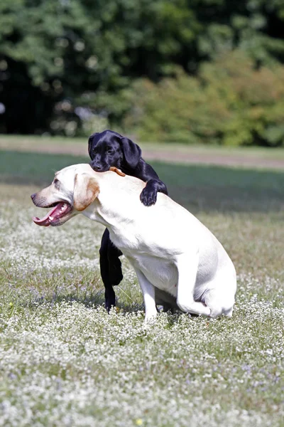 Jogando Cães Labrador Retriever Parque — Fotografia de Stock