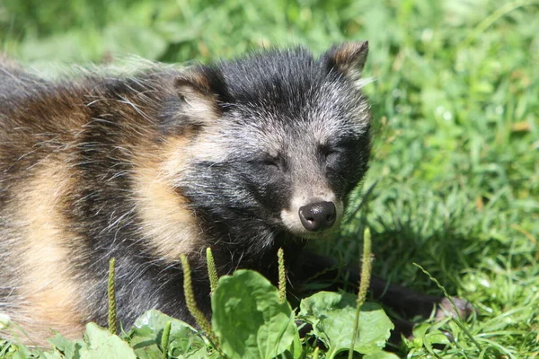 Marder Dog Raccoon Animal — Stok Foto