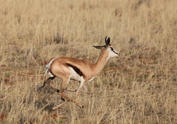 Impala Etoscha Nationalpark Namibia — Stockfoto