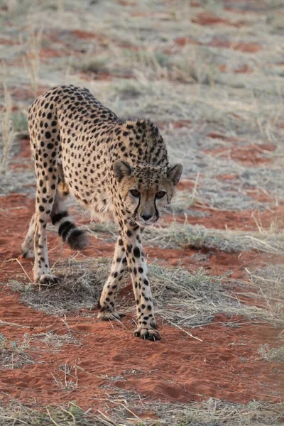 Όμορφη Μεγάλη Γάτα Τσιτάχ Savannah Άγριο Ζώο — Φωτογραφία Αρχείου