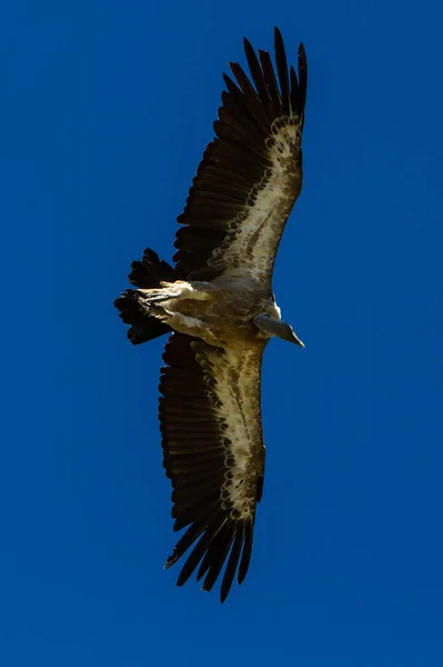 Pelikan Ardea Cinerea Einzelner Vogel Flug — Stockfoto
