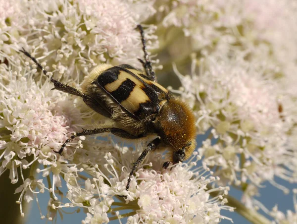 Bee Flower — Stock Photo, Image