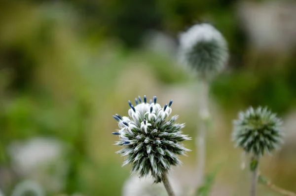 Distelbloemen Wilde Veldflora — Stockfoto