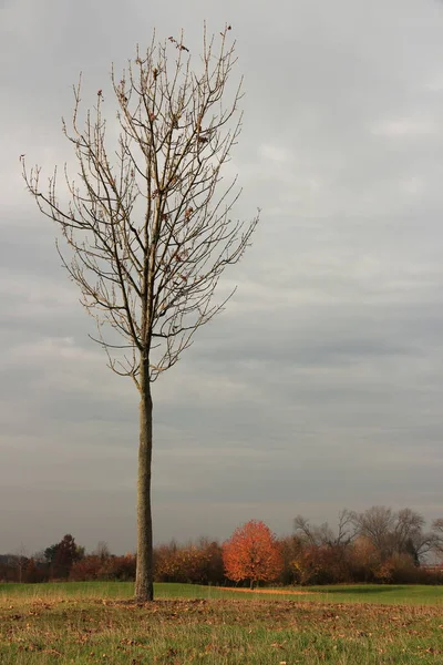 Árvore Solitária Floresta Outono — Fotografia de Stock