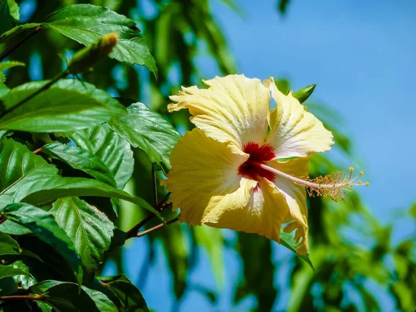 Piękne Tropikalne Kwiaty Ogrodzie — Zdjęcie stockowe