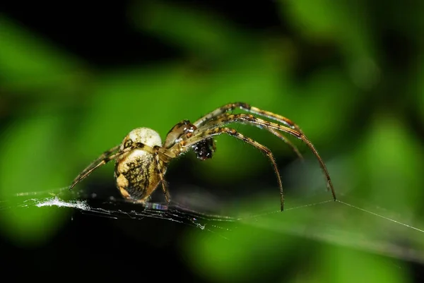 Αράχνη Linyphia Trinagularis — Φωτογραφία Αρχείου