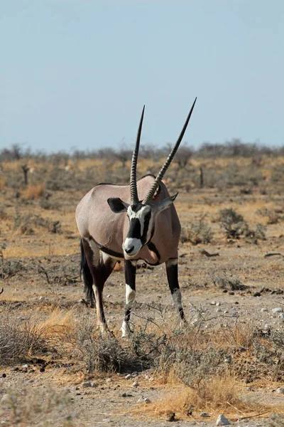 Oryx Antelope Animales Salvajes Fauna Naturaleza —  Fotos de Stock