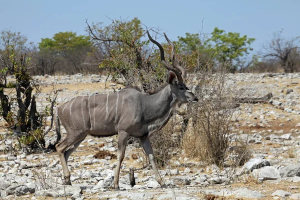 Kudu Antelope Animais Selvagens Fauna Natureza — Fotografia de Stock