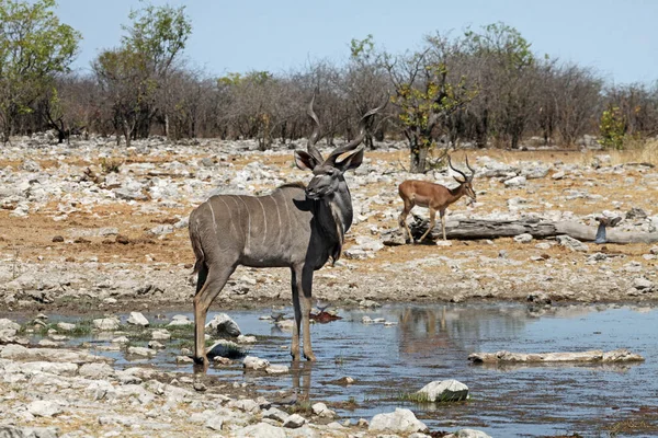 Kudu Impala Nariz Negra — Foto de Stock