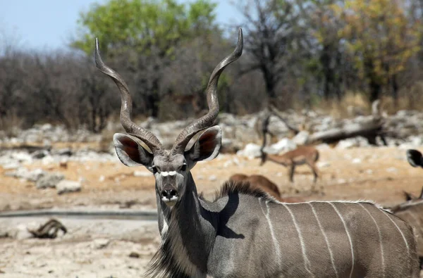 Животные Антилопы Куду Фауна Природы — стоковое фото