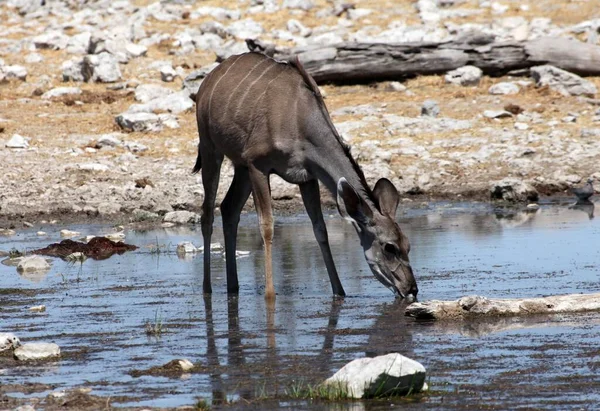 Kudu Antelope Animais Selvagens Fauna Natureza — Fotografia de Stock