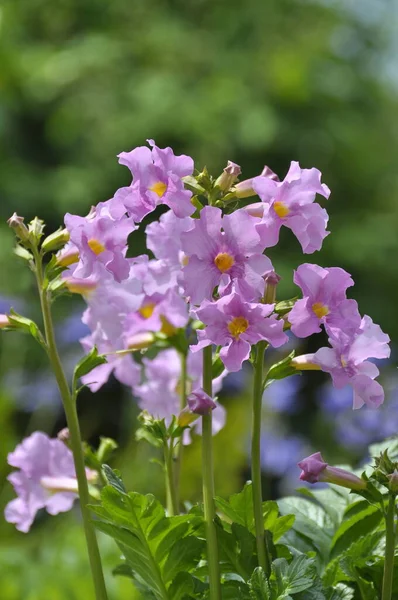 Gloxinia Flowers Flora Nature — Stock Photo, Image