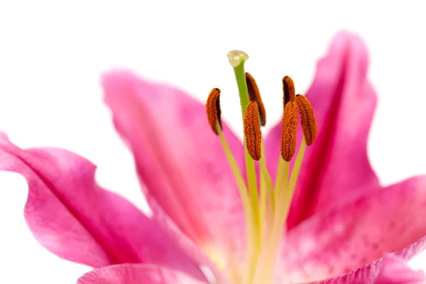 Lily Close Van Roze Bloem Tegen Een Witte Achtergrond — Stockfoto