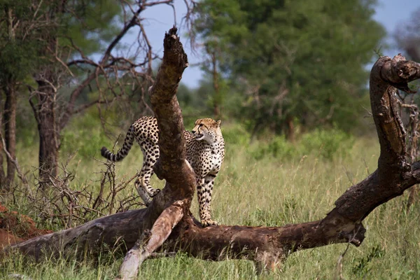 美丽的猎豹大猫 萨凡纳野生动物 — 图库照片