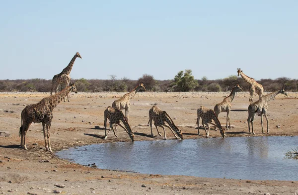 Ulusal Parkta Bir Grup Zürafa — Stok fotoğraf