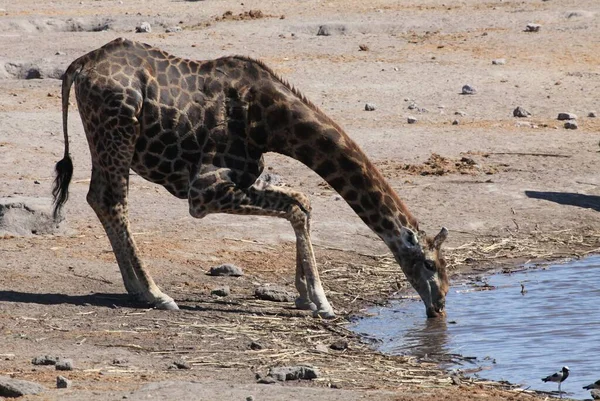Giraffa Nel Parco Nazionale Etosha Namibia — Foto Stock