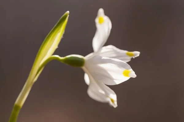 三月杯 Leucojum Vernum — 图库照片