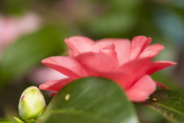 Flor Camelia Flora — Foto de Stock