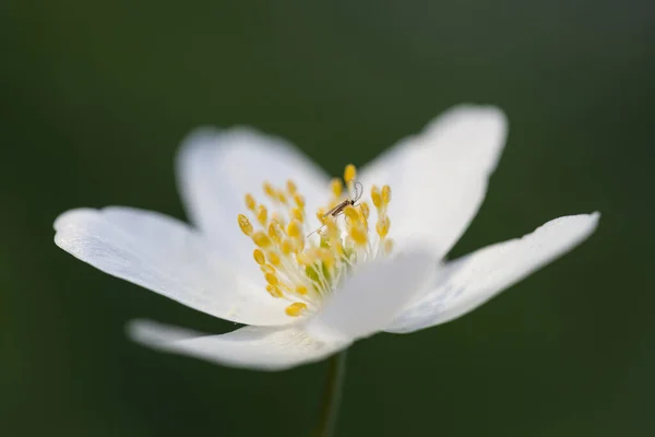 美丽的盛开的海葵花 — 图库照片