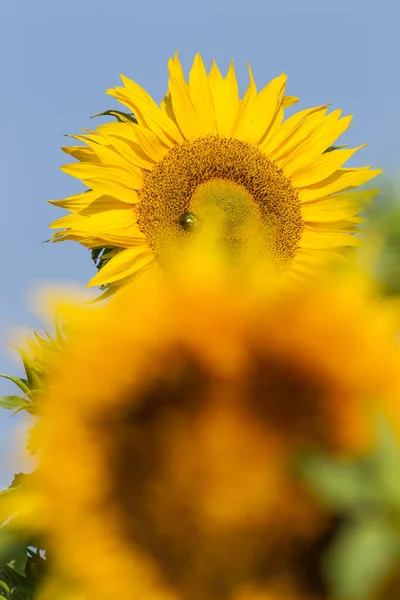 Pétalos Girasol Amarillo Flora —  Fotos de Stock