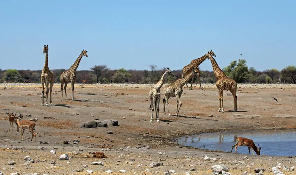 Grupo Camelos Deserto — Fotografia de Stock