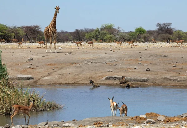 Gruppo Giraffe Nel Parco Nazionale Etosha Namibia — Foto Stock