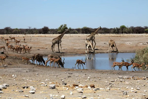 Grupo Zebras Parque Nacional Etosha Namibia — Fotografia de Stock