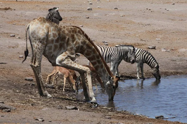 Ομάδα Ζέβρες Στο Εθνικό Πάρκο Etosha Ναμίμπια — Φωτογραφία Αρχείου