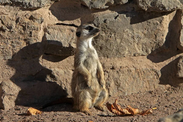 Meerkat Животное Поверхностный Маленький Мангуст — стоковое фото