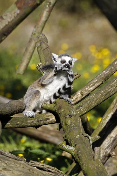 Ringe Skygget Lemur Dyr Flora Fauna - Stock-foto