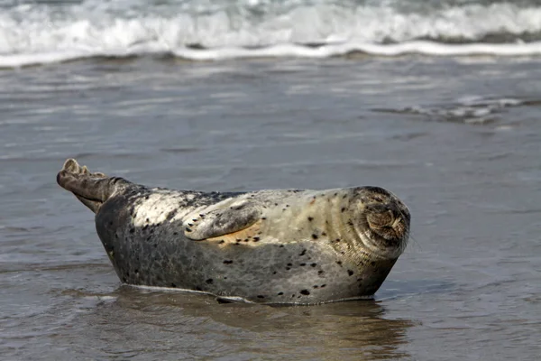 Seal Hewan Mamalia Laut — Stok Foto