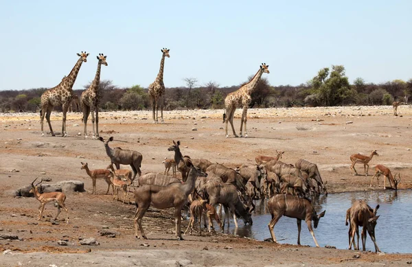 Grupo Camelos Deserto — Fotografia de Stock