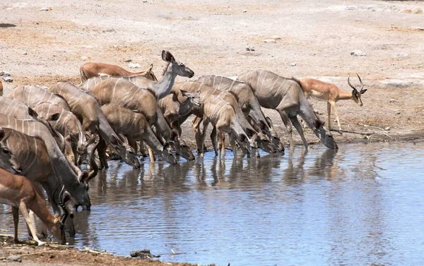 Kudu Antílope Animales Fauna Silvestre Fauna Natural —  Fotos de Stock