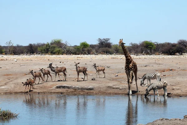 Grupo Zebras Parque Nacional Etosha Namibia — Fotografia de Stock