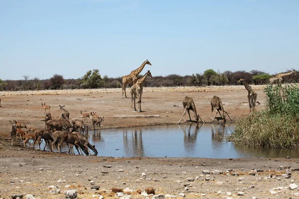 Groep Struisvogels Het Nationale Park Etosha Namibia — Stockfoto