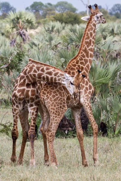 Savannah Giraffe Animals Tall Giraffes — Stock Photo, Image