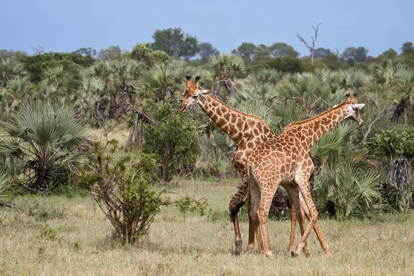 Jirafa Sabana Animales Jirafas Altas — Foto de Stock