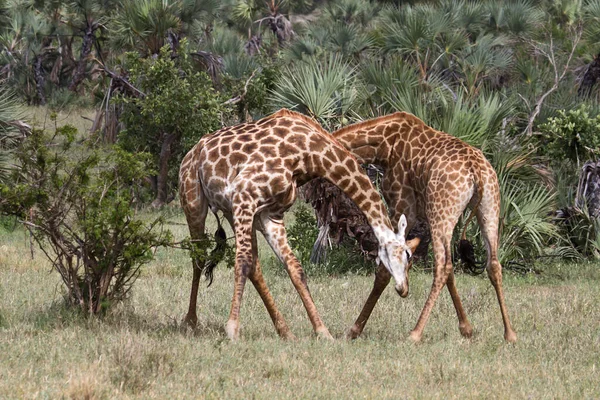 Jirafa Sabana Animales Jirafas Altas — Foto de Stock