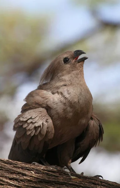 Närbild Fågel — Stockfoto