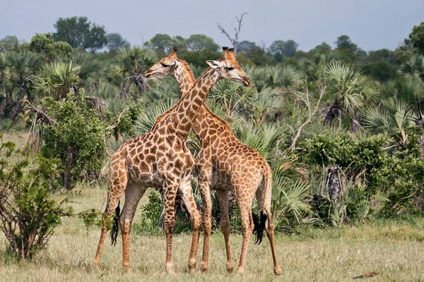 Savannah Girafa Animais Girafas Altas — Fotografia de Stock