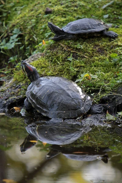 Schildpad Reptiel Dier Schepsel — Stockfoto