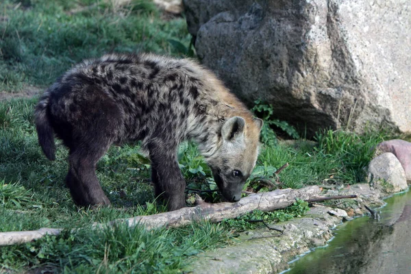 Gros Plan Hyène Dans Nature Sauvage — Photo